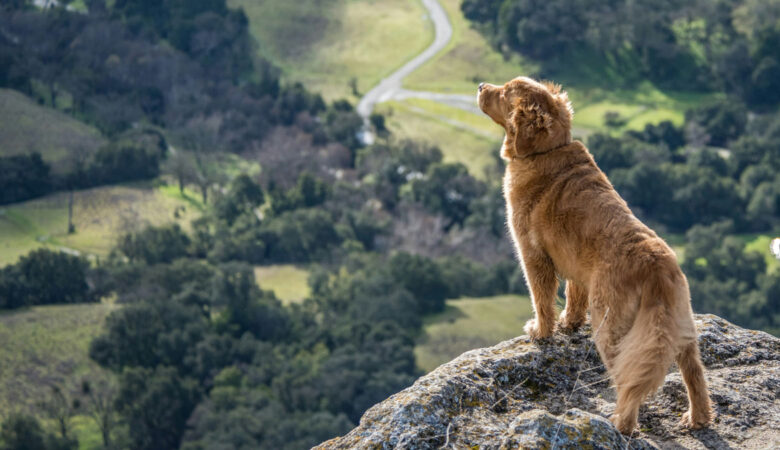 viajar con tu mascota