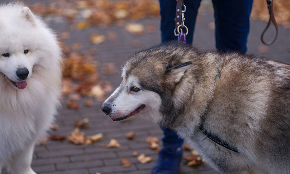 viajar con perro en Andorra