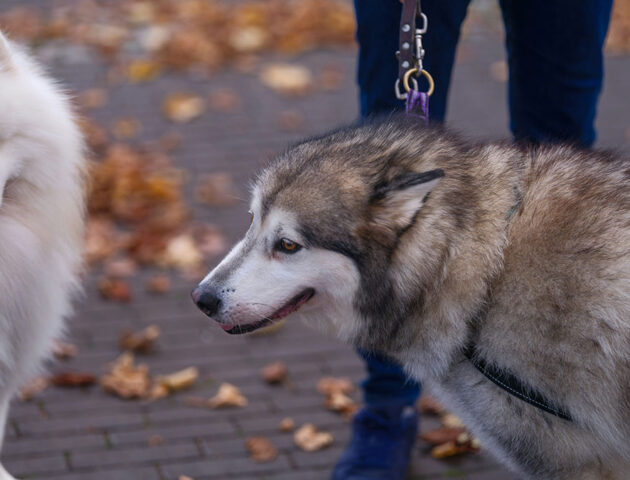 viajar con perro en Andorra